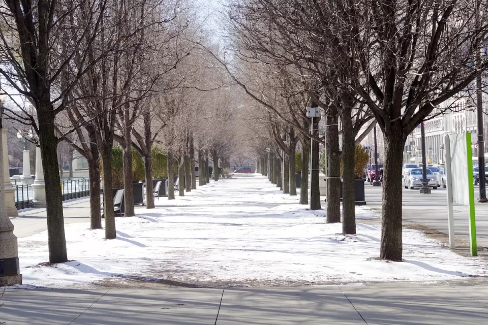 Snowy walkway in Chicago in winter flanked by medium-sized trees.